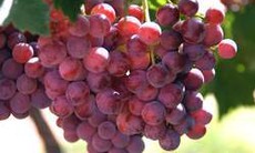 Thuốc và quả nho - Những tương tác có lợi, bất lợi